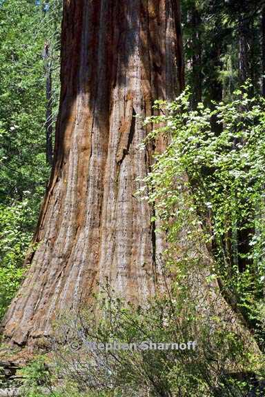 sequoia and dogwood 1 graphic